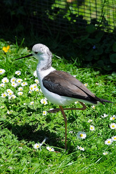 File:Himantopus himantopus -Pensthorpe Nature Reserve-8d.jpg