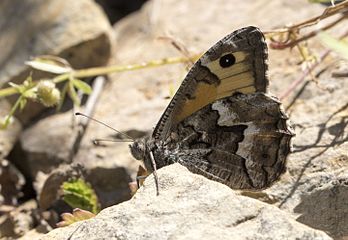 Hipparchia pellucida