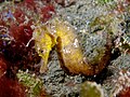 Hippocampus kuda (Estuary seahorse) - yellow.jpg