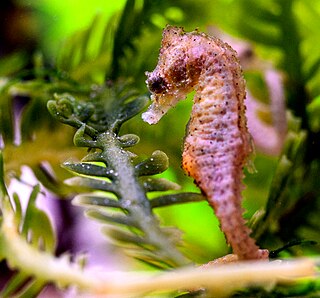 Dwarf seahorse Species of fish