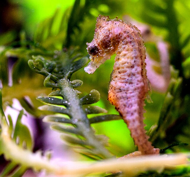 seahorse colorful