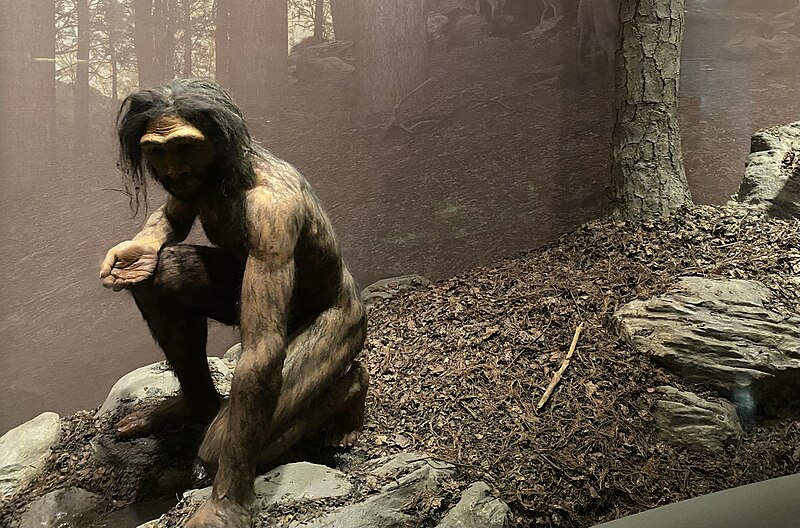 File:Homo erectus diorama at the Hall of Human Origins at AMNH.jpg