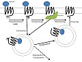 Thumbnail for Homologous desensitization