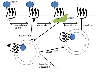 General pathways for GPCR homologous desensitization Homologous Desensitization Pathways.jpg