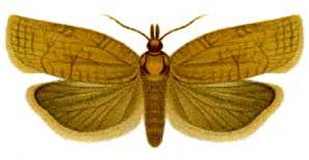 Homona spargotis