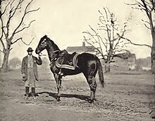 Horse belonging to Ulysses S Grant, Egypt, by Mathew Brady.jpg