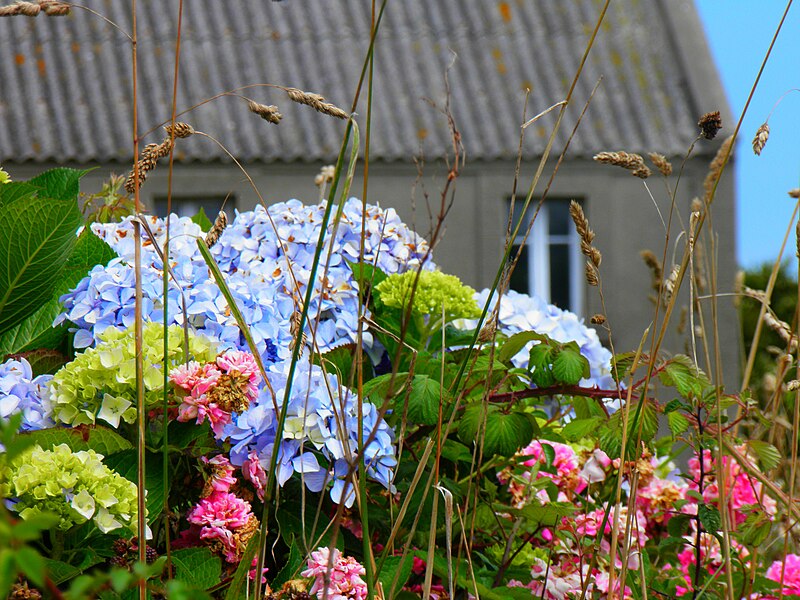 File:Hortensias (Hydrangea) (02).jpg