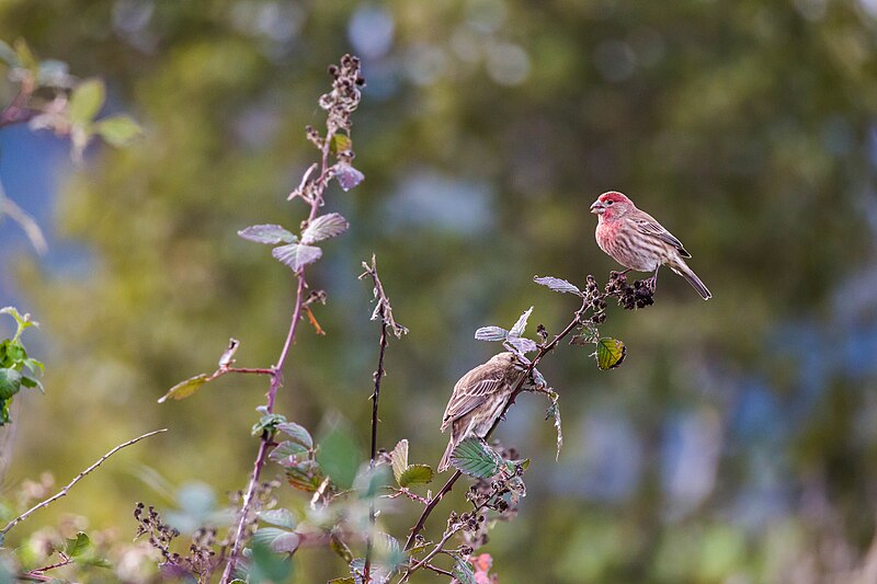 File:House finch (30879300873).jpg