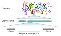 Human genome to genes-it.png