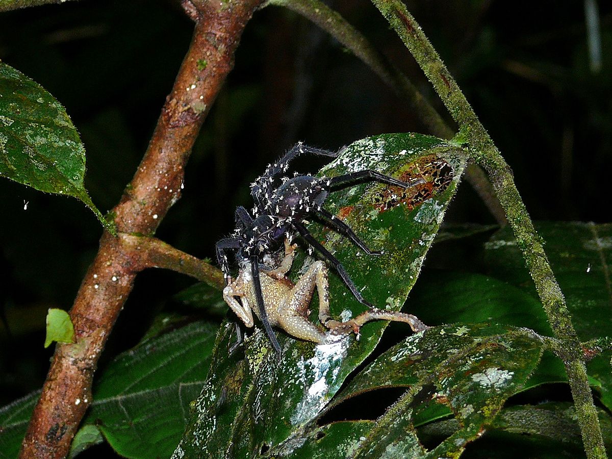 tarantula eating frog