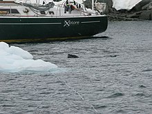 Un léopard de mer n'hésite pas à s'approcher d'un voilier d'expédition à Port Lockroy (Antarctique) et s'apprête à mordre les amarres.