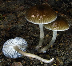 Hygrcybe irrigata 89483.jpg