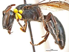 Hylaeus turgicollaris