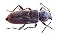 Os corcons (fam. Cerambycidae) son escarabachos que fan galerías en a madera.