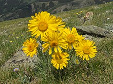 Güney Baldy Dağı'nda Hymenoxys grandiflora, Gunnison County, Colorado, ABD 02.jpg