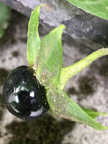 Attractive but highly toxic berry of Atropa belladonna