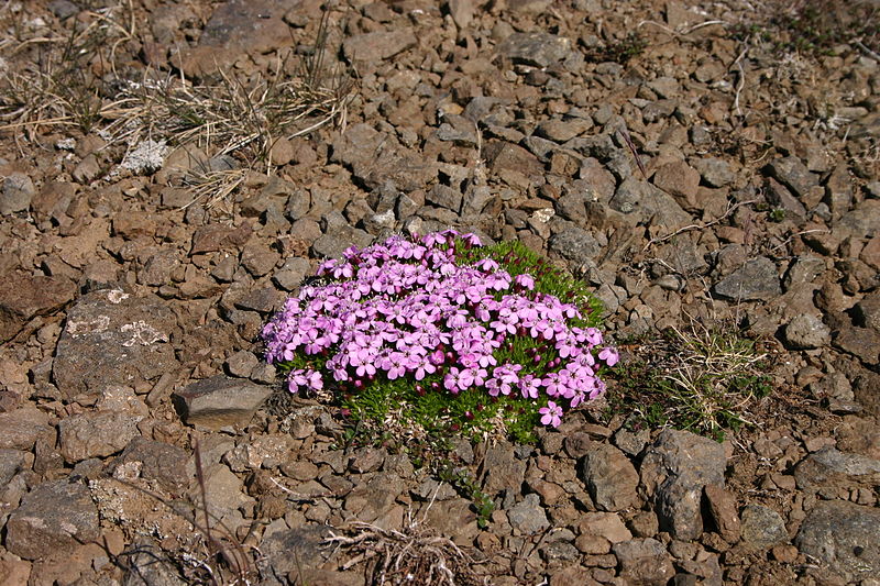 File:Iceland2008-WestFjords.flower.JPG