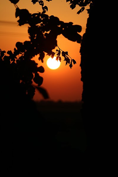 File:Il gelso nero e l’arancio.jpg