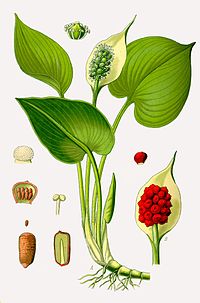 Illustration_Calla_palustris0.jpg