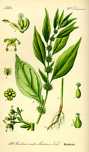 Ilustrație Parietaria officinalis0.jpg