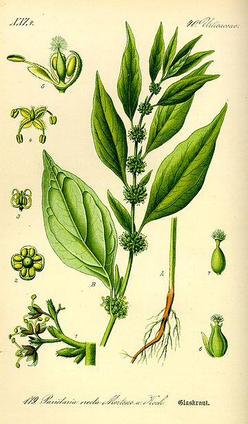 File:Illustration Parietaria officinalis0.jpg