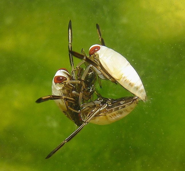 File:Immature Backswimmers fighting over food. Notonectidae - Flickr - gailhampshire (1).jpg
