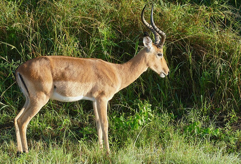 File:Impala (Aepyceros melampus) male ... (52909155908).jpg
