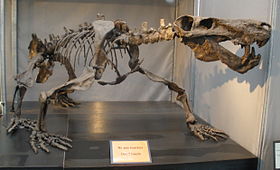 Esqueleto montado de Inostrancevia alexandri, uma Gorgonopsia Therapsida.