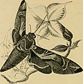 Thumbnail for File:Insects abroad - being a popular account of foreign insects, their structure, habits, and transformations (1883) (14765405732).jpg