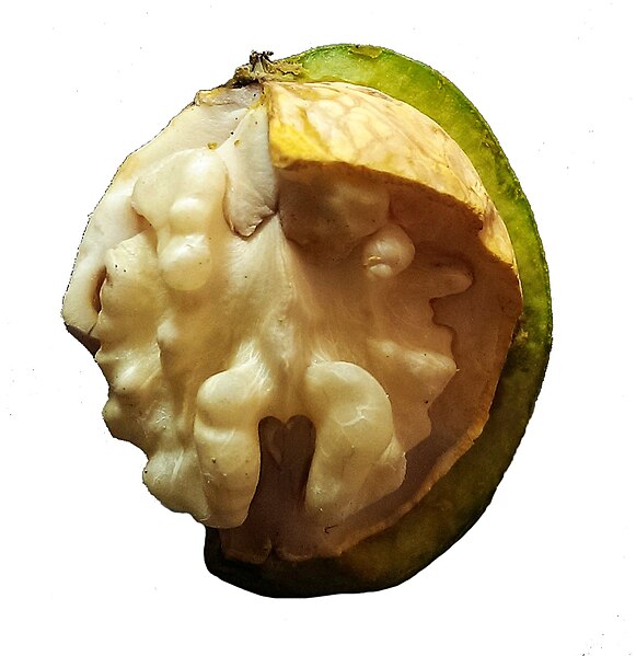 File:Inside of a walnut in growth.jpg