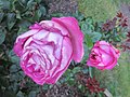 Thumbnail for File:International Rose Test Garden, Portland, Oregon (2022) - 103.jpg