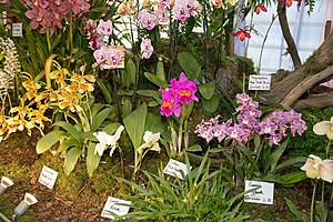 Различные декоративные орхидеи