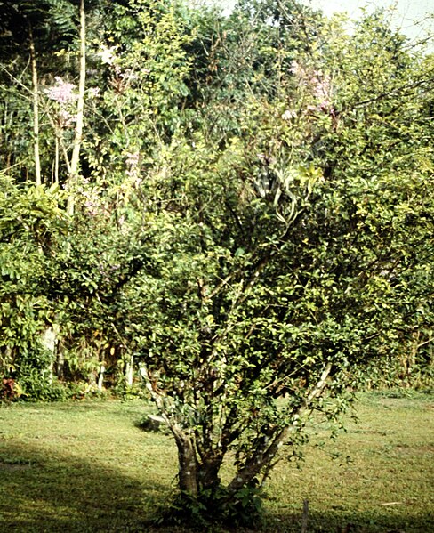 File:Ionopsis utricularioides - in citrus tree 2.jpg