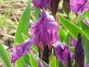 Iris germanica0.jpg