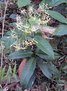 <i>Ixora malabarica</i> Species of plant
