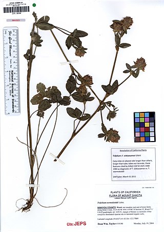 <i>Trifolium siskiyouense</i> Species of legume