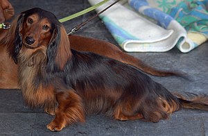 Dachshund