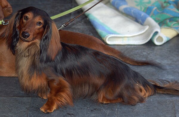 A standard long-haired dachshund