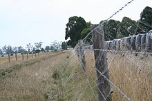 A large aggregation of jewel spider orb webs enshrouding a fenceline in rural Victoria Jewel spider web.jpg