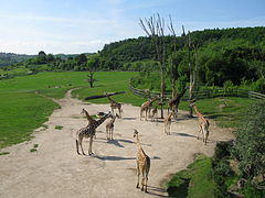 Enclos des girafes.