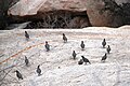 English: Group of Gambel's Quails (Callipepla gambelii) in Joshua Tree National Park near Hidden Valley Campground