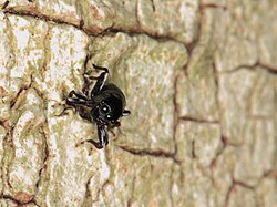 Jumping spider- Coccorchestes sp. (5379575317).jpg