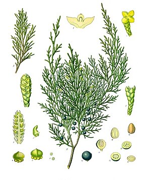 Descrizione dell'immagine Juniperus_sabina _-_ Köhler - s_Medizinal-Pflanzen-212.jpg.