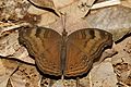 * Nomination Junonia iphita --Jkadavoor 02:57, 7 September 2016 (UTC) * Promotion Good quality. --Johann Jaritz 03:27, 7 September 2016 (UTC)