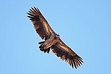 Juvenile in flight Juvenile Himalayan Griffon Vulture (Gyps himalayensis).jpg