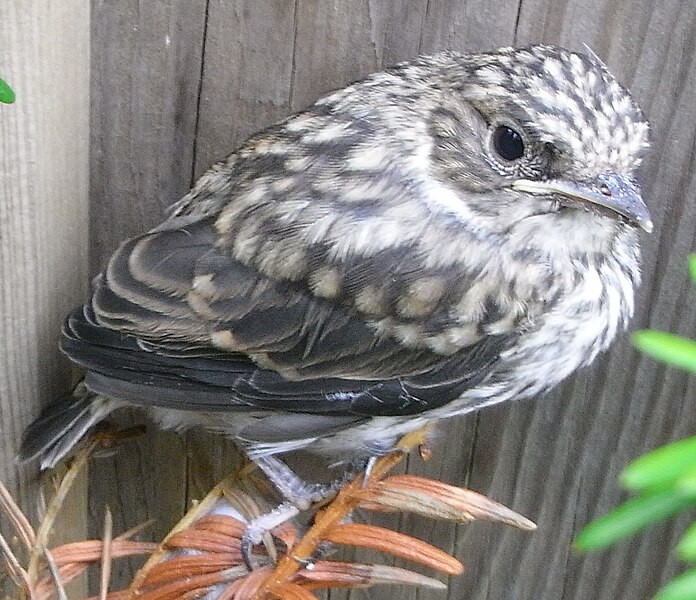 ملف:Juvenile Spotted Flycatcher.JPG