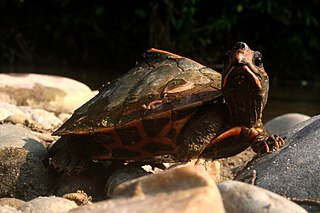 Assam roofed turtle species of reptile