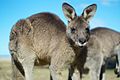 Kangaroo Face (9582808050).jpg