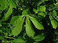 Blätter einer Kastanie