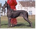 Great Dane